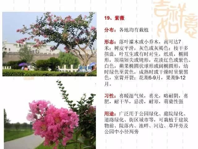 130种·常用园林植物集锦，全，全，是真全