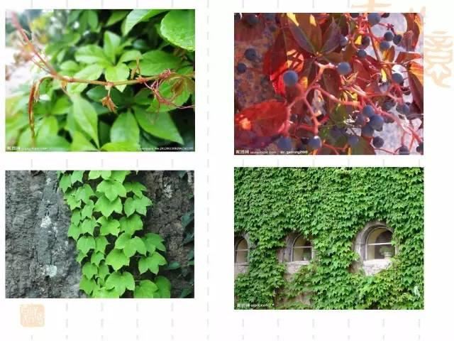 130种·常用园林植物集锦，全，全，是真全