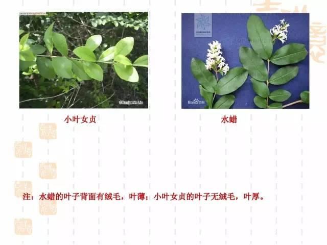 130种·常用园林植物集锦，全，全，是真全
