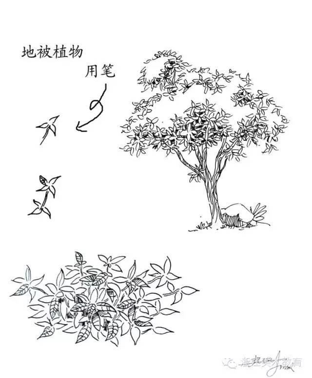 最常用植物手绘技法示例，停工不停学