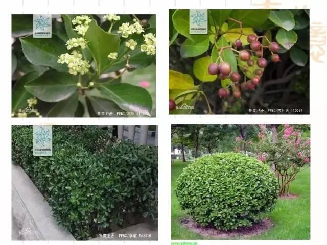 130种·常用园林植物集锦，全，全，是真全