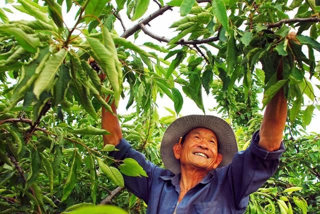 你养的花适合摘心吗？判断完这3点后再摘，植株粗壮茂密开花更多