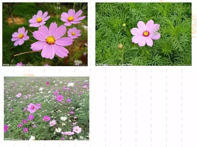 130种·常用园林植物集锦，全，全，是真全