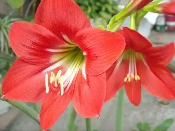 又到了买球的季节了——球根花卉详解