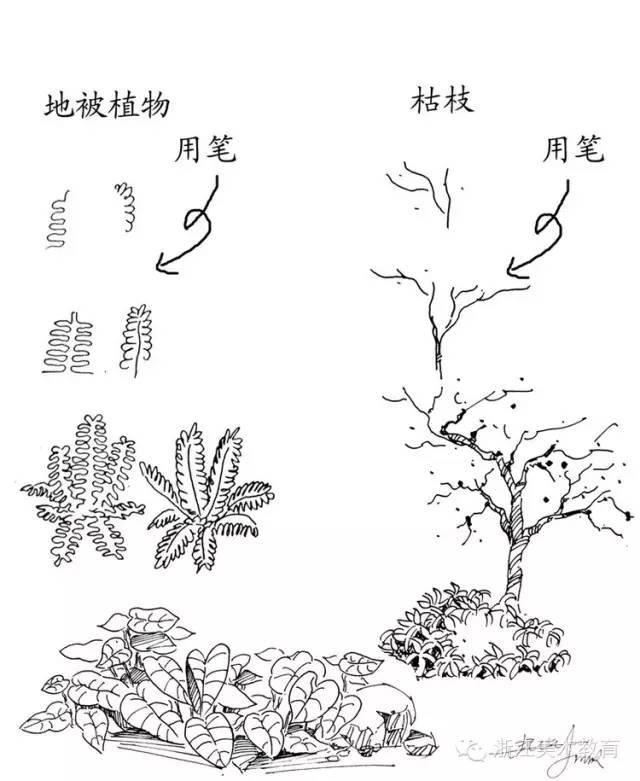 最常用植物手绘技法示例，停工不停学