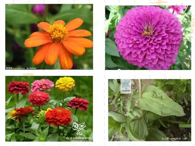 130种·常用园林植物集锦，全，全，是真全