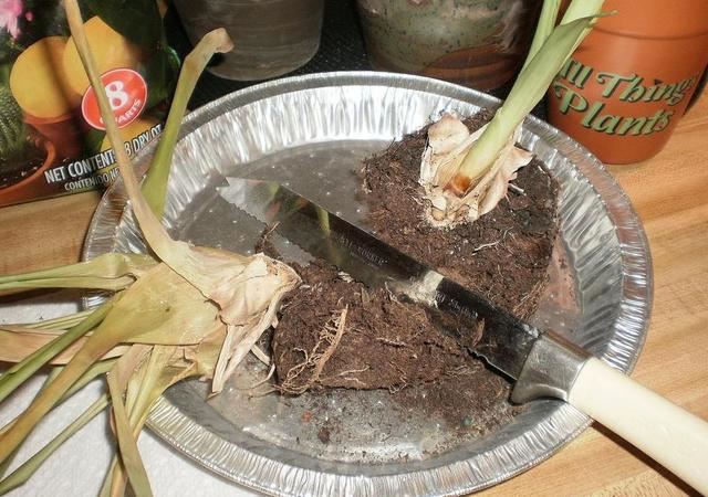 观赏凤梨花朵凋谢别扔，底部可长侧芽，长大就能分株繁殖