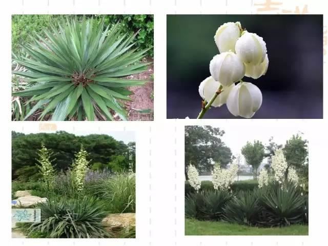 130种·常用园林植物集锦，全，全，是真全