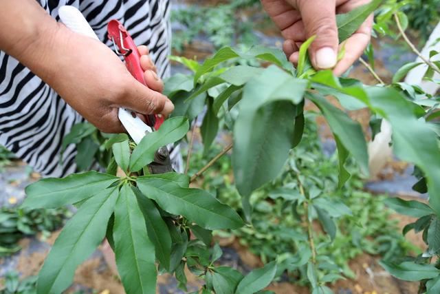 你养的花适合摘心吗？判断完这3点后再摘，植株粗壮茂密开花更多