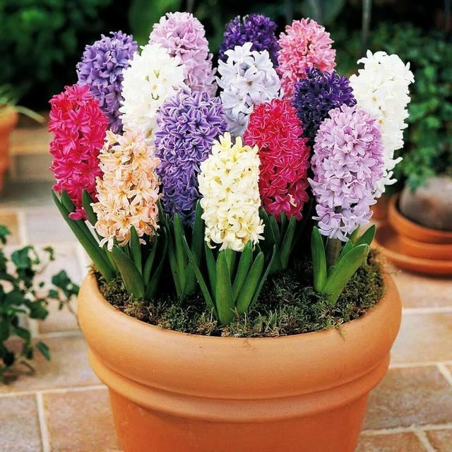 这花一簇簇盛开，水里土里都能活，冬天也能呼呼长花苞