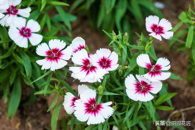 石竹花，植株倒伏、花量少？养殖学会这几点，四季盛开花多色艳