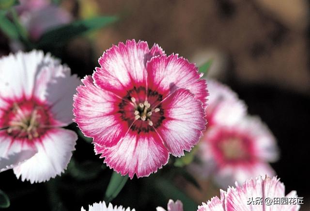 石竹花，植株倒伏、花量少？养殖学会这几点，四季盛开花多色艳