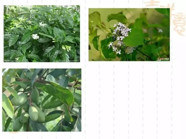 130种·常用园林植物集锦，全，全，是真全