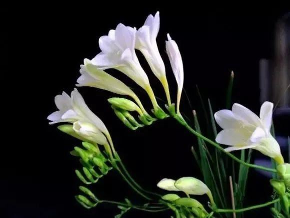 又到了买球的季节了——球根花卉详解
