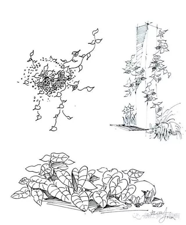 最常用植物手绘技法示例，停工不停学