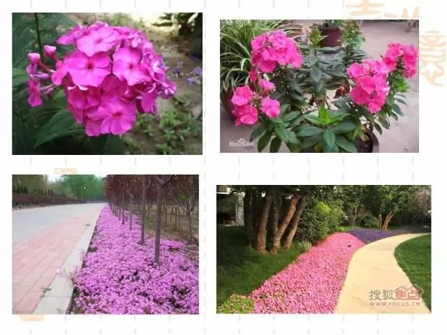 130种·常用园林植物集锦，全，全，是真全