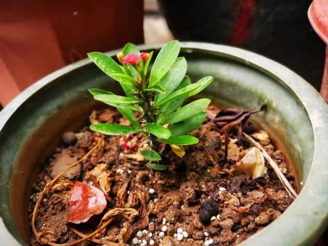 极其耐旱耐晒的虎刺梅，属于懒人植物，可还有人养不好
