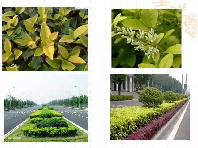 130种·常用园林植物集锦，全，全，是真全