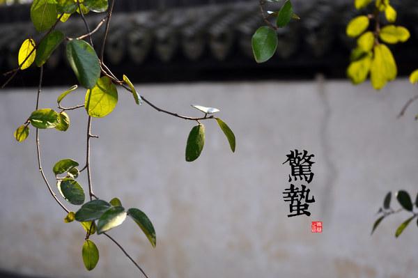 园林景观植物-全年养护管理方案，必看篇
