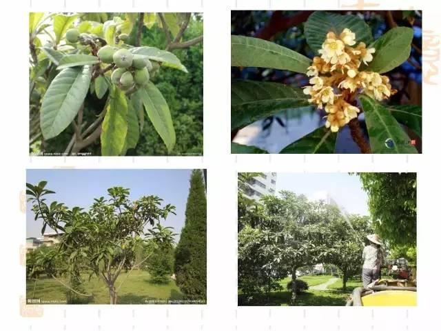 130种·常用园林植物集锦，全，全，是真全