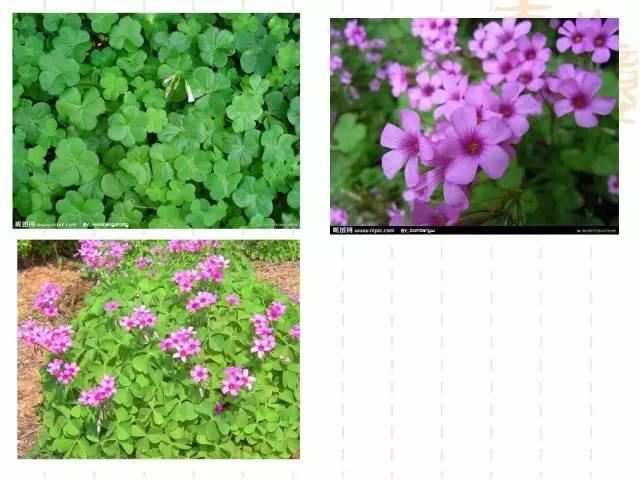 130种·常用园林植物集锦，全，全，是真全