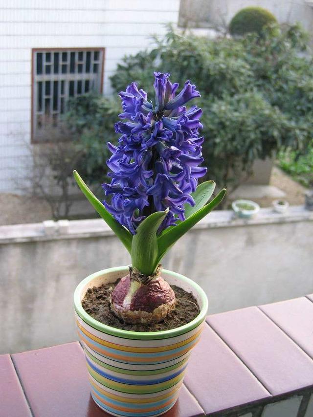 这花一簇簇盛开，水里土里都能活，冬天也能呼呼长花苞