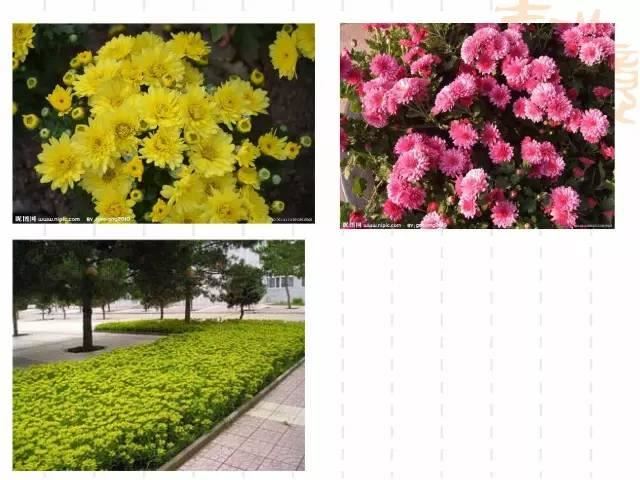 130种·常用园林植物集锦，全，全，是真全