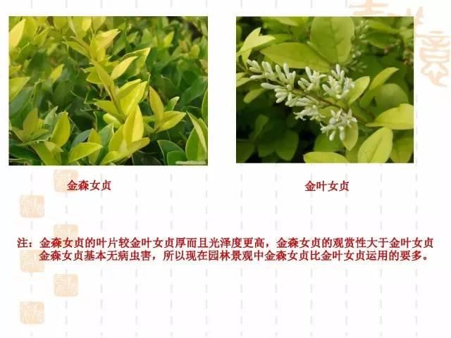 130种·常用园林植物集锦，全，全，是真全