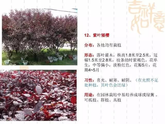 130种·常用园林植物集锦，全，全，是真全