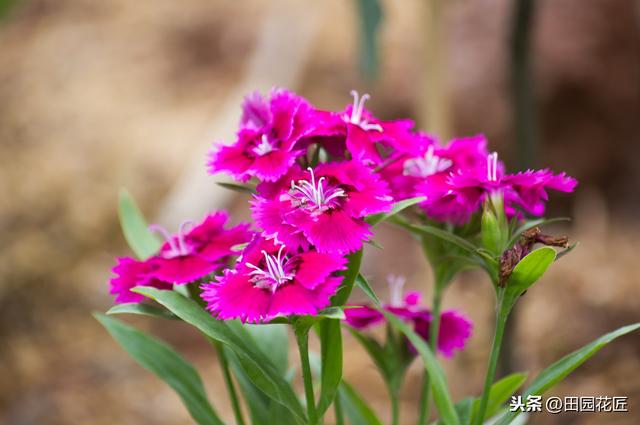 石竹花，植株倒伏、花量少？养殖学会这几点，四季盛开花多色艳