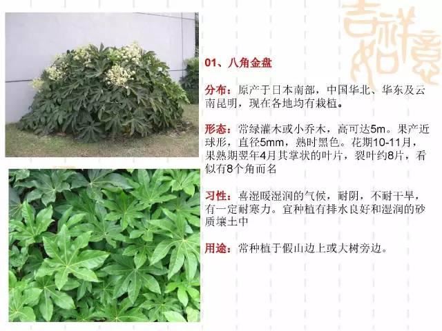 130种·常用园林植物集锦，全，全，是真全