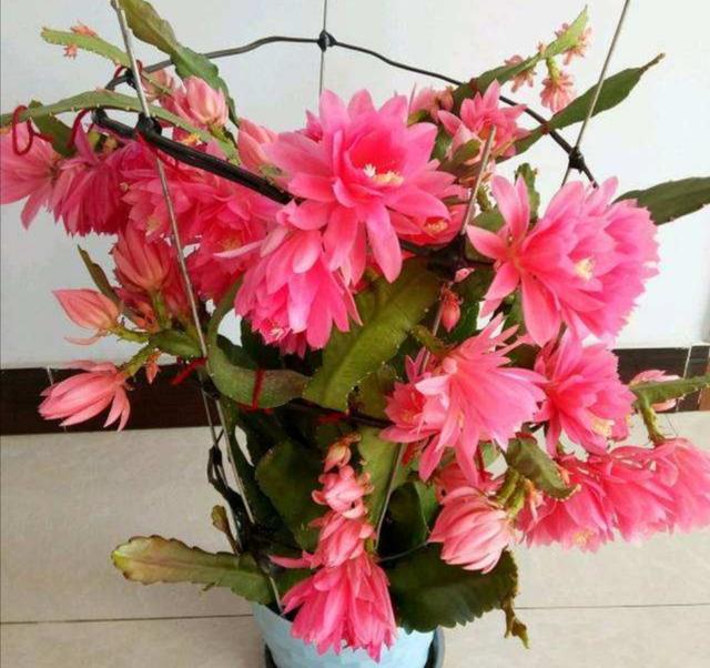 养令箭荷花，只长叶子“不开花”，这几个方面没做对