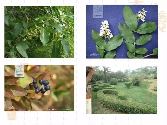 130种·常用园林植物集锦，全，全，是真全