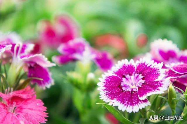 石竹花，植株倒伏、花量少？养殖学会这几点，四季盛开花多色艳