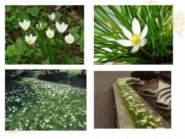 130种·常用园林植物集锦，全，全，是真全