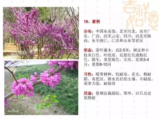 130种·常用园林植物集锦，全，全，是真全
