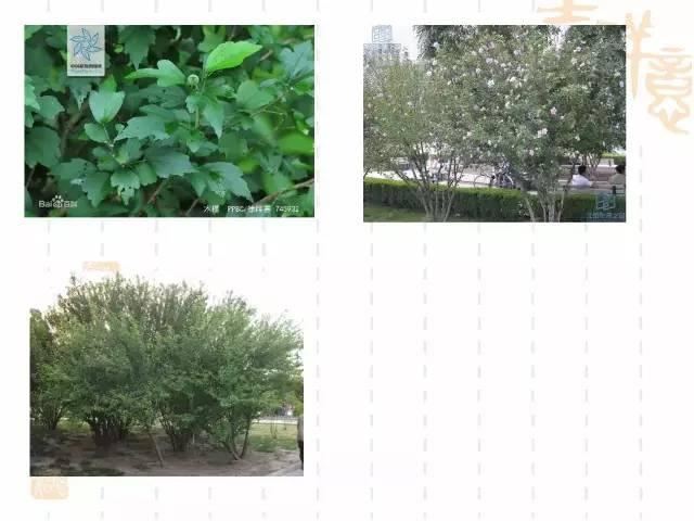 130种·常用园林植物集锦，全，全，是真全