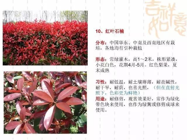 130种·常用园林植物集锦，全，全，是真全
