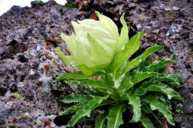 天山名贵“雪莲花”，盆栽养护“4大诀窍”，能养好的都是大神