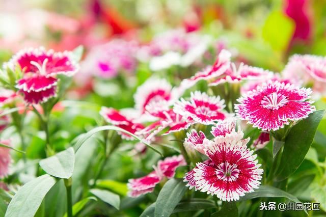 石竹花，植株倒伏、花量少？养殖学会这几点，四季盛开花多色艳