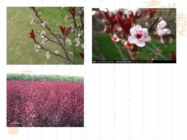 130种·常用园林植物集锦，全，全，是真全