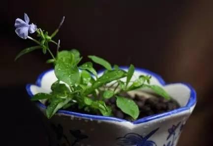 家庭养花，什么品种最好养活且鲜艳？