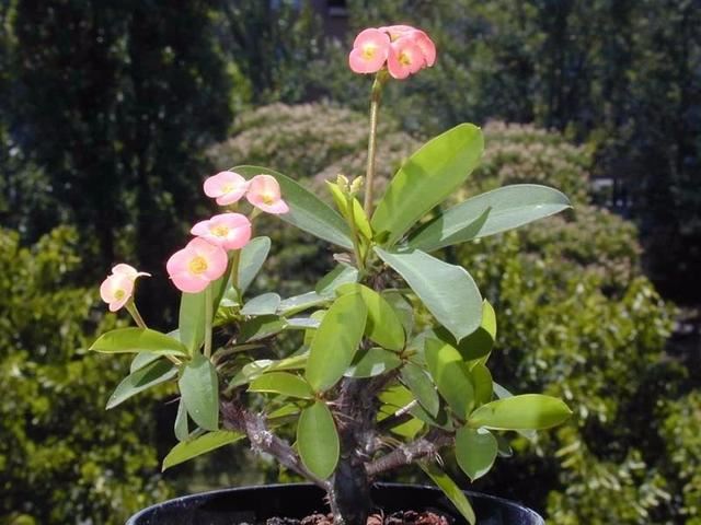 极其耐旱耐晒的虎刺梅，属于懒人植物，可还有人养不好