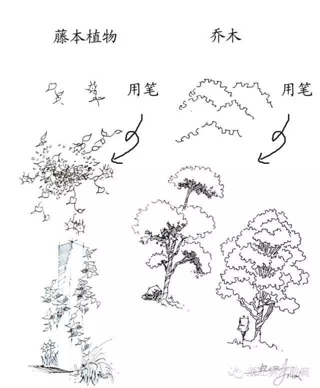 最常用植物手绘技法示例，停工不停学