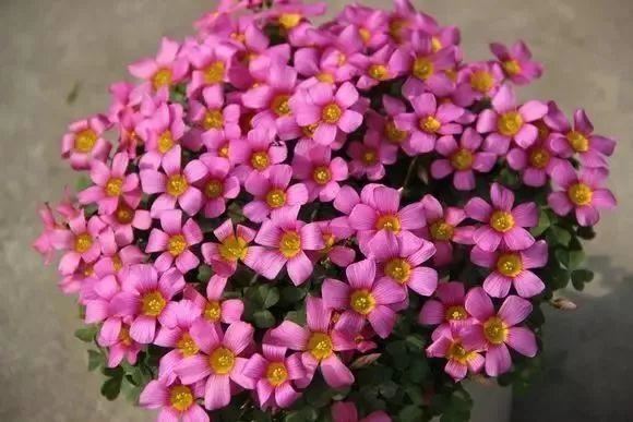 又到了买球的季节了——球根花卉详解