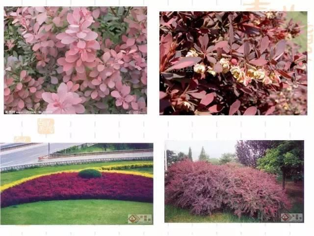 130种·常用园林植物集锦，全，全，是真全