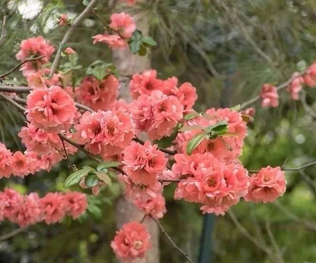 花朵贴在枝条上生长开的贴梗海棠，适合北方的花友养