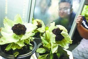 天山名贵“雪莲花”，盆栽养护“4大诀窍”，能养好的都是大神