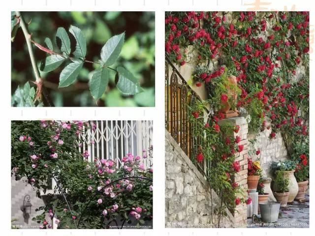 130种·常用园林植物集锦，全，全，是真全