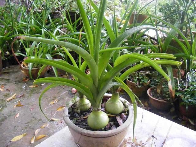 这几种球根花卉，水培和地植有何区别？